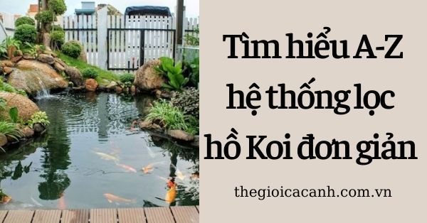 [Kiến thức] Tìm hiểu từ A đến Z về hệ thống lọc hồ cá Koi đơn giản