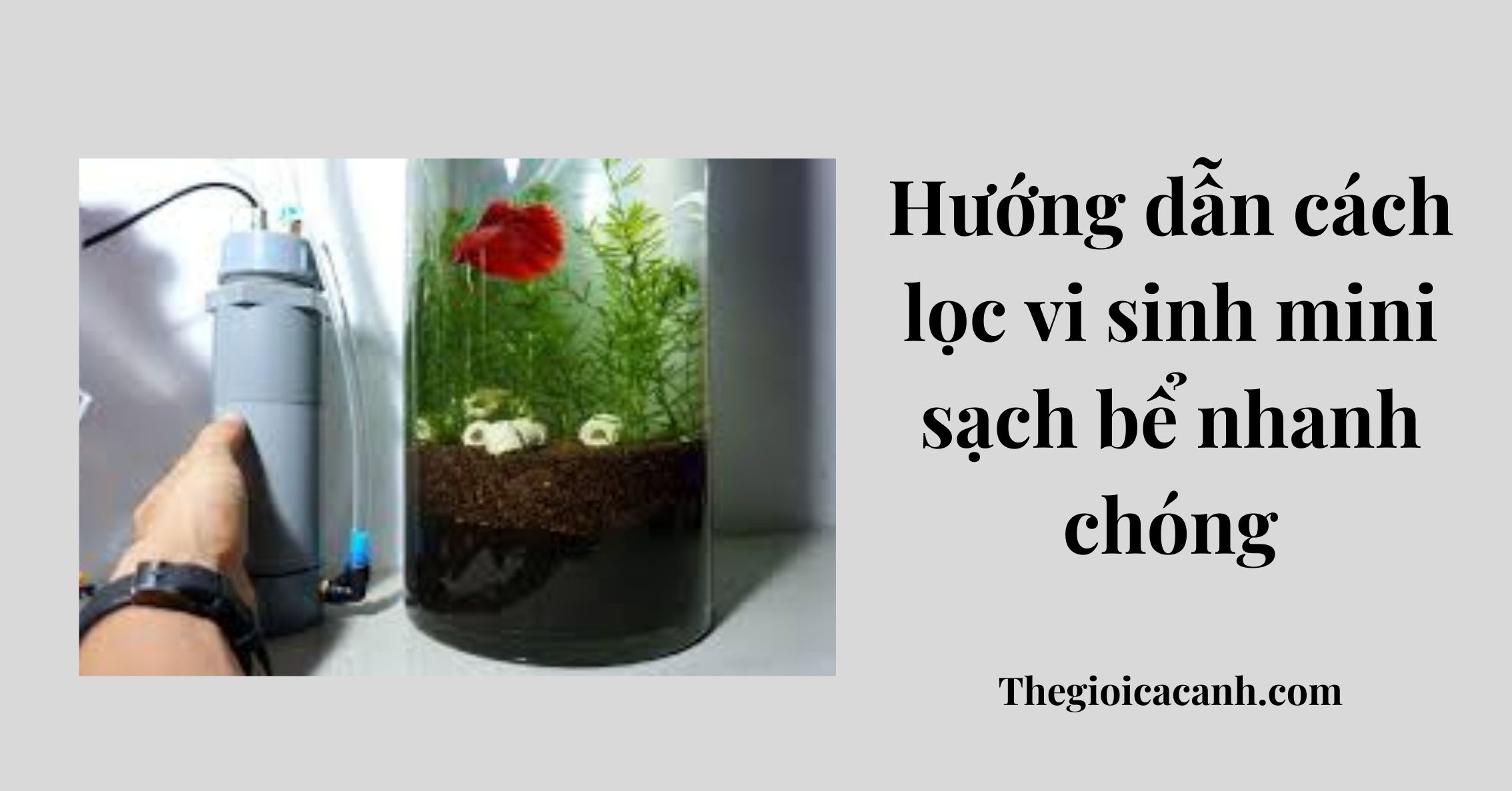 Hướng dẫn cách lọc vi sinh mini sạch bể nhanh chóng