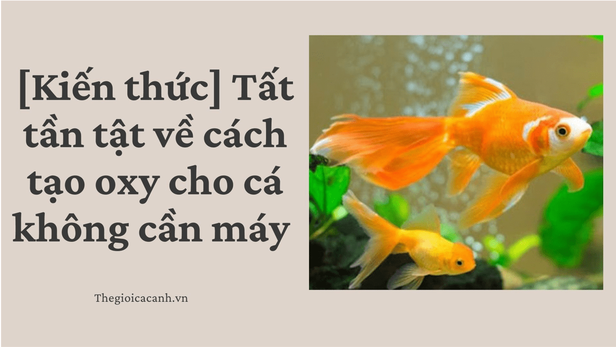 [Kiến thức] Tất tần tật về cách tạo oxy cho cá không cần máy