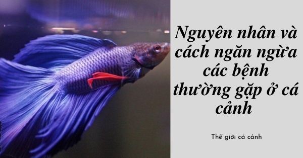 Nguyên nhân và cách ngăn ngừa các bệnh thường gặp ở cá cảnh