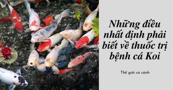 Những điều nhất định phải biết về thuốc trị bệnh cá Koi