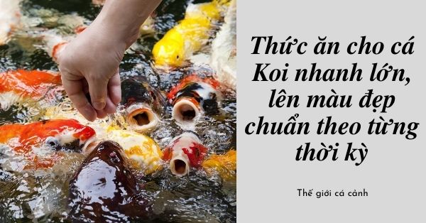 Thức ăn cho cá Koi nhanh lớn, lên màu đẹp chuẩn theo từng thời kỳ