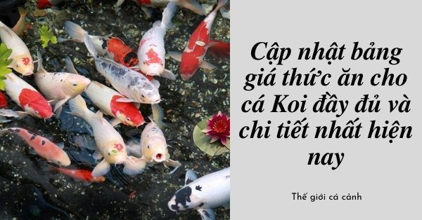 Cập nhật bảng giá thức ăn cho cá Koi đầy đủ và chi tiết nhất hiện nay