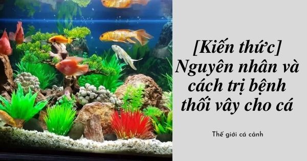 [Kiến thức] Nguyên nhân và cách trị bệnh thối vây cho cá