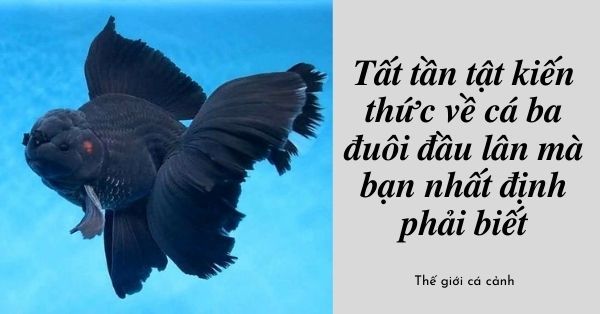 Tất tần tật kiến thức về cá ba đuôi đầu lân mà bạn nhất định phải biết