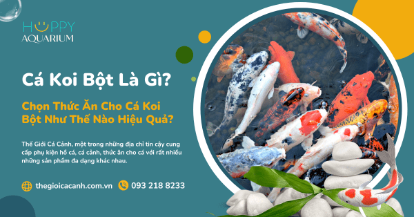 Cá Koi Bột Là Gì? Chọn Thức Ăn Cho Cá Koi Bột Như Thế Nào Hiệu Quả?