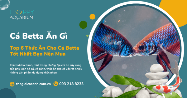 Cá Betta Ăn Gì? Top 6 Thức Ăn Cho Cá Betta Tốt Nhất Bạn Nên Mua