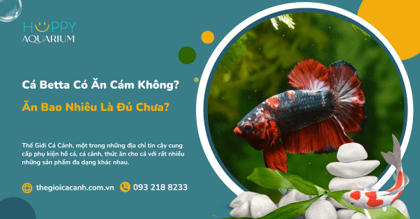 Cá Betta Có Ăn Cám Không? Cá Betta Ăn Bao Nhiêu Là Đủ Chưa?