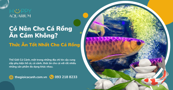 Có Nên Cho Cá Rồng Ăn Cám Không? Thức Ăn Tốt Nhất Cho Cá Rồng