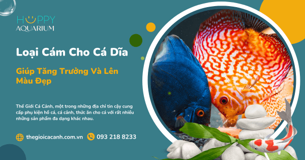 Loại Cám Cho Cá Dĩa Giúp Tăng Trưởng Và Lên Màu Đẹp