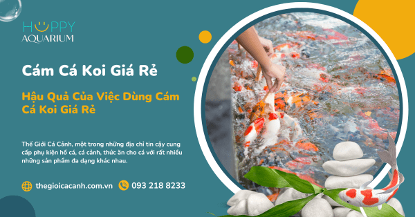 Hậu Quả Của Việc Dùng Cám Cá Koi Giá Rẻ