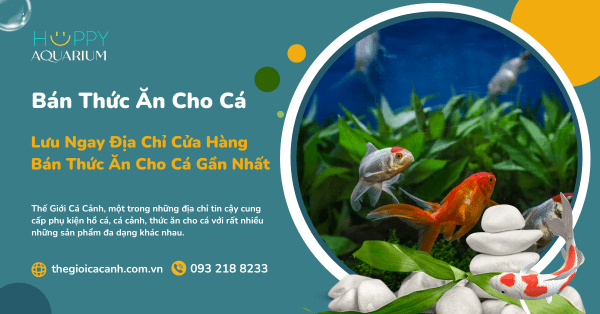 Lưu Ngay Địa Chỉ Cửa Hàng Bán Thức Ăn Cho Cá Gần Nhất