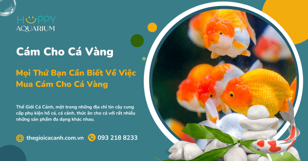 Mọi Thứ Bạn Cần Biết Về Việc Mua Cám Cho Cá Vàng