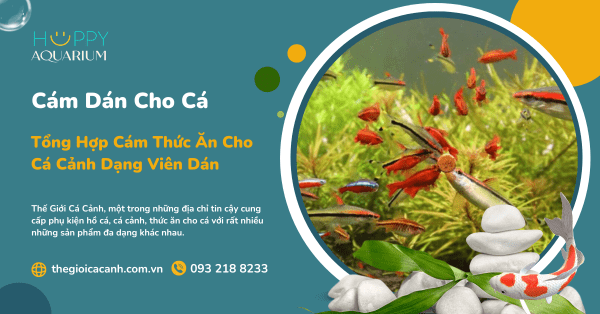 Tổng Hợp Cám Thức Ăn Cho Cá Cảnh Dạng Viên Dán