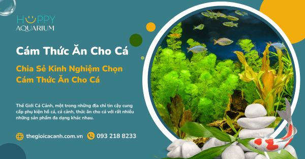 Chia Sẻ Kinh Nghiệm Chọn Cám Thức Ăn Cho Cá