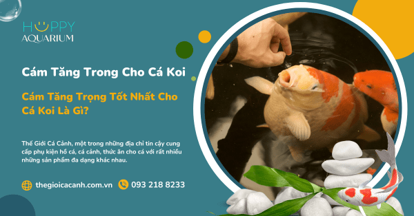 Cám Tăng Trọng Tốt Nhất Cho Cá Koi Là Gì?