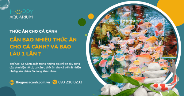 Cần Bao Nhiêu Thức Ăn Cho Cá Cảnh? Và Bao Lâu 1 Lần ?