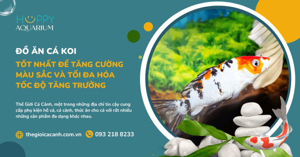 Đồ Ăn Cá Koi Tốt Nhất Để Tăng Cường Màu Sắc Và Tối Đa Hóa Tốc Độ Tăng Trưởng