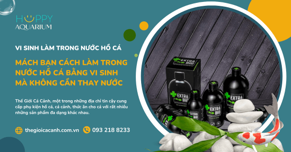 Mách Bạn Cách Làm Trong Nước Hồ Cá Bằng Vi Sinh Mà Không Cần Thay Nước