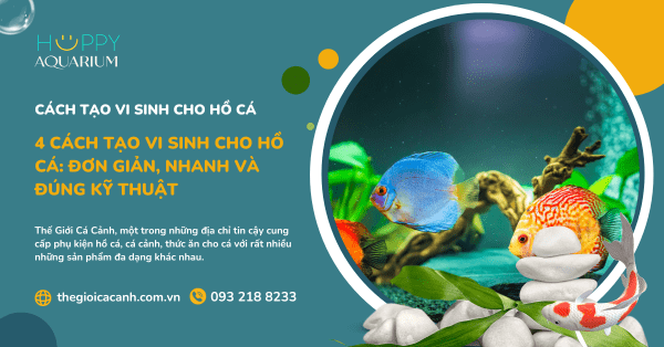 4 Cách Tạo Vi Sinh Cho Hồ Cá: Đơn Giản, Nhanh Và Đúng Kỹ Thuật