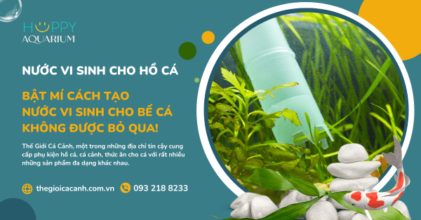 Bật Mí Cách Tạo Nước Vi Sinh Cho Bể Cá Không Được Bỏ Qua!