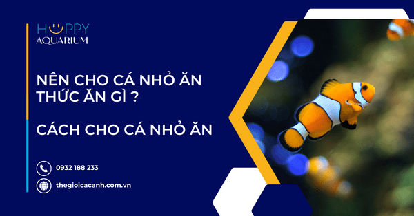 Nên Cho Cá Nhỏ Ăn Thức Ăn Gì ? Cách Cho Cá Nhỏ Ăn