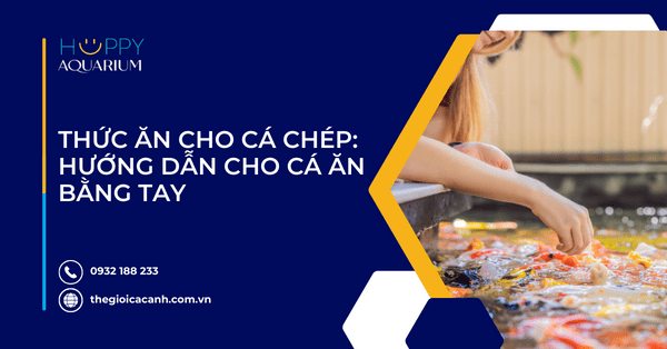 Thức Ăn Cho Cá Chép: Hướng Dẫn Cho Cá Ăn Bằng Tay