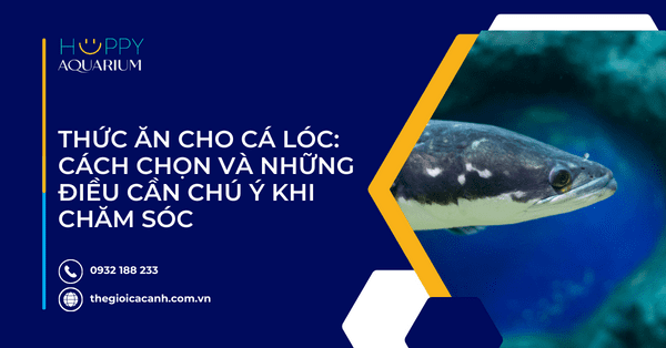 Thức Ăn Cho Cá Lóc: Cách Chọn Và Những Điều Cần Chú Ý Khi Chăm Sóc