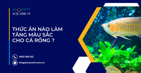 Thức Ăn Nào Làm Tăng Màu Sắc Cho Cá Rồng ?