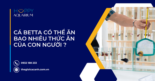 Cá Betta Có Thể Ăn Bao Nhiêu Thức Ăn Của Con Người ?