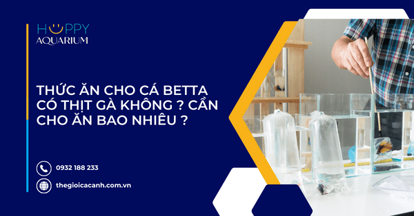 Thức Ăn Cho Cá Betta Có Thịt Gà Không ? Cần Cho Ăn Bao Nhiêu ?