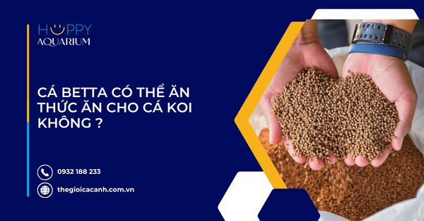 Cá Betta Có Thể Ăn Thức Ăn Cho Cá Koi Không ?