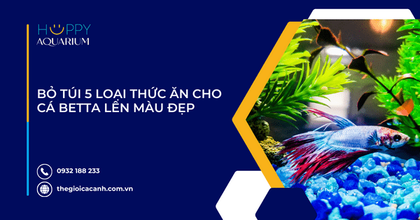 Bỏ Túi 5 Loại Thức Ăn Cho Cá Betta Lên Màu Đẹp