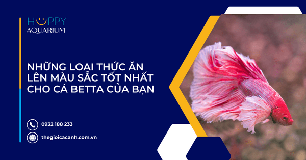 Những Loại Thức Ăn Lên Màu Sắc Tốt Nhất Cho Cá Betta Của Bạn