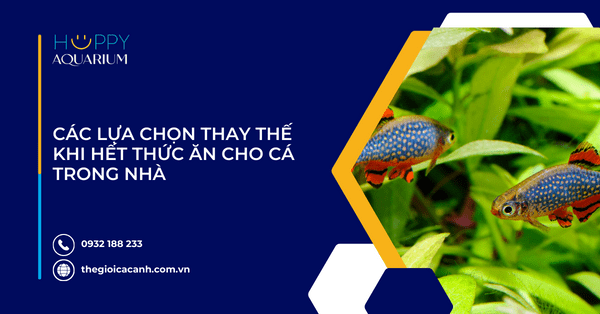 Các Lựa Chọn Thay Thế Khi Hết Thức Ăn Cho Cá Trong Nhà