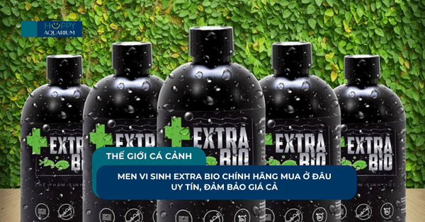 Men Vi Sinh Extra Bio Chính Hãng Mua Ở Đâu Uy Tín, Đảm Bảo Giá Cả