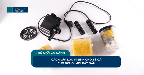 Cách Lắp Lọc Vi Sinh Cho Bể Cá Cho Người Mới Bắt Đầu