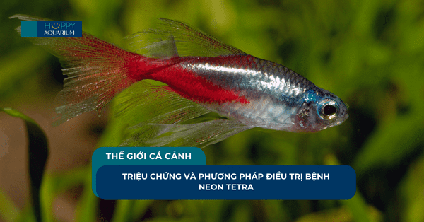 Triệu Chứng Và Phương Pháp Điều Trị Bệnh Neon Tetra