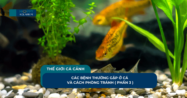 Các Bệnh Thường Gặp Ở Cá Và Cách Phòng Tránh ( Phần 3 )