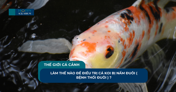 Làm Thế Nào Để Điều Trị Cá Koi Bị Nấm Đuôi ( Bệnh Thối Đuôi ) ?