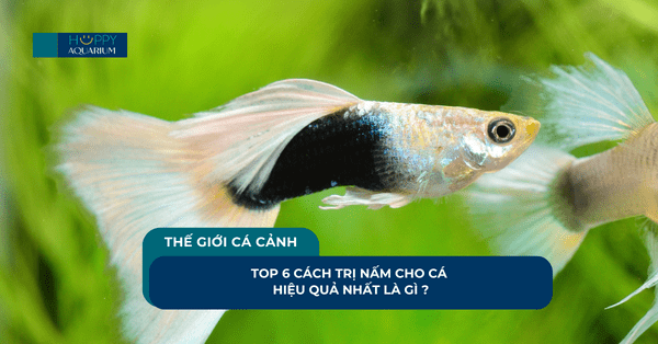 Top 6 Cách Trị Nấm Cho Cá Hiệu Quả Nhất Là Gì ?