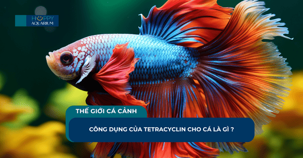 Công Dụng Của Tetracyclin Cho Cá Là Gì ?