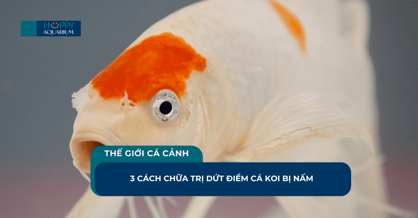 3 Cách Chữa Trị Dứt Điểm Cá Koi Bị Nấm