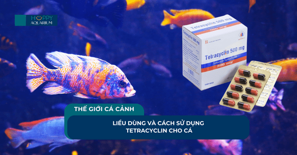 Liều Dùng Và Cách Sử Dụng Tetracyclin Cho Cá