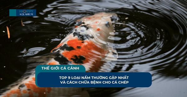 Top 9 Loại Nấm Thường Gặp Nhất Và Cách Chữa Bệnh Cho Cá Chép