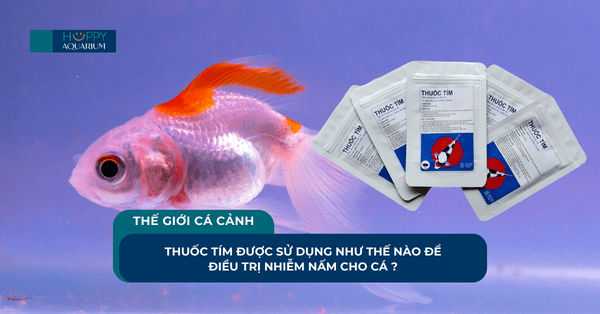 Thuốc Tím Được Sử Dụng Như Thế Nào Để Điều Trị Nhiễm Nấm Cho Cá ?