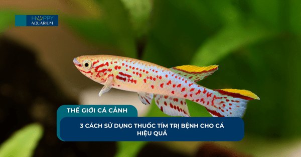 3 Cách Sử Dụng Thuốc Tím Trị Bệnh Cho Cá Hiệu Quả