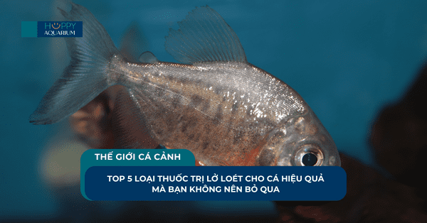 Top 5 Loại Thuốc Trị Lở Loét Cho Cá Hiệu Quả Mà Bạn Không Nên Bỏ Qua