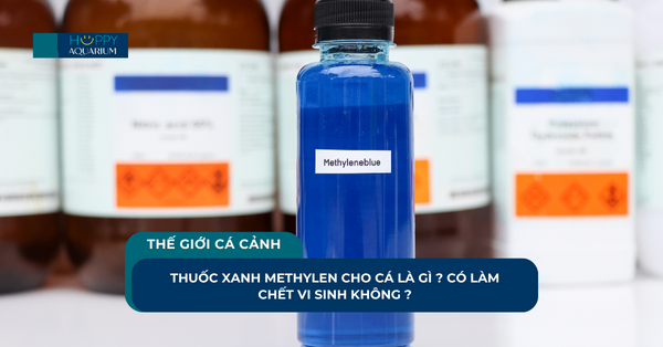 Thuốc Xanh Methylen Cho Cá Là Gì ? Có Làm Chết Vi Sinh Không ?