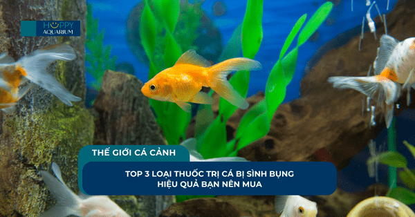 Top 3 Loại Thuốc Trị Cá Bị Sình Bụng Hiệu Quả Bạn Nên Mua